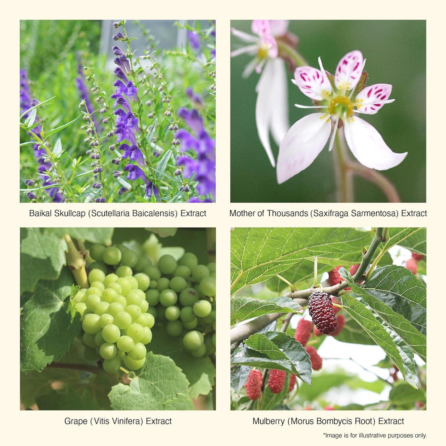 Iroha Intimate Wash Foam Type 依柔华泡沫型女性私处弱酸清洗护理液 150mL