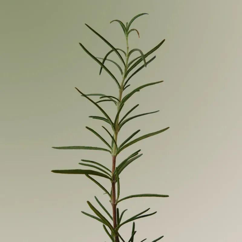 
                      
                        Aromatica Rosemary Scalp Scaling 迷迭香去屑洗发露 180mL
                      
                    